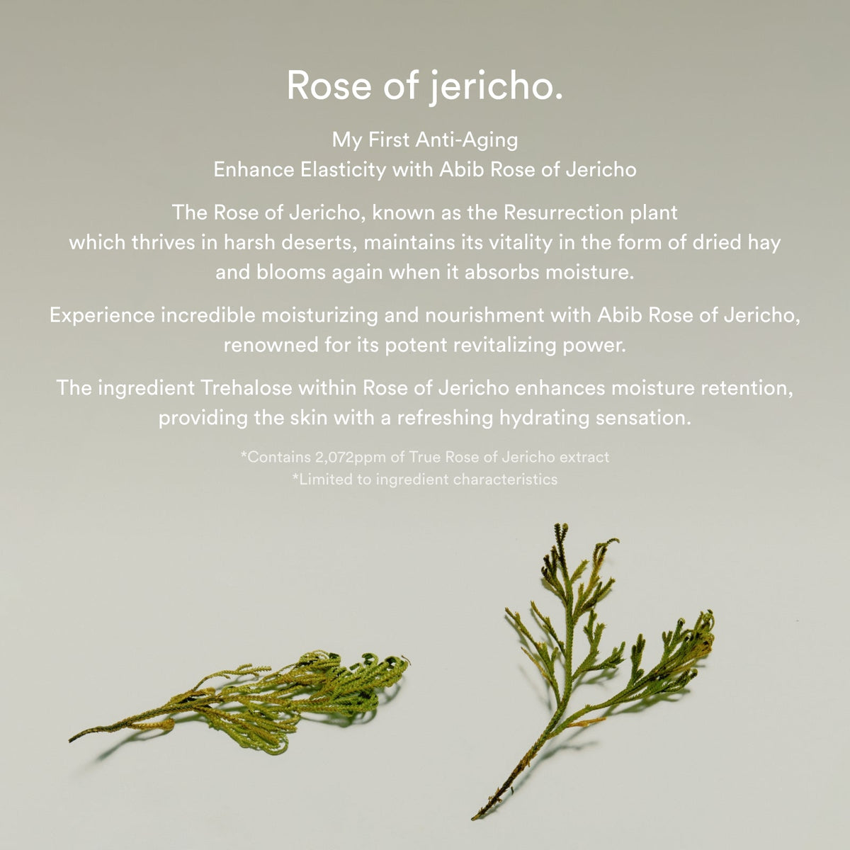 Abib Jericho Rose Bifida Serum Firming Drop 50Ml