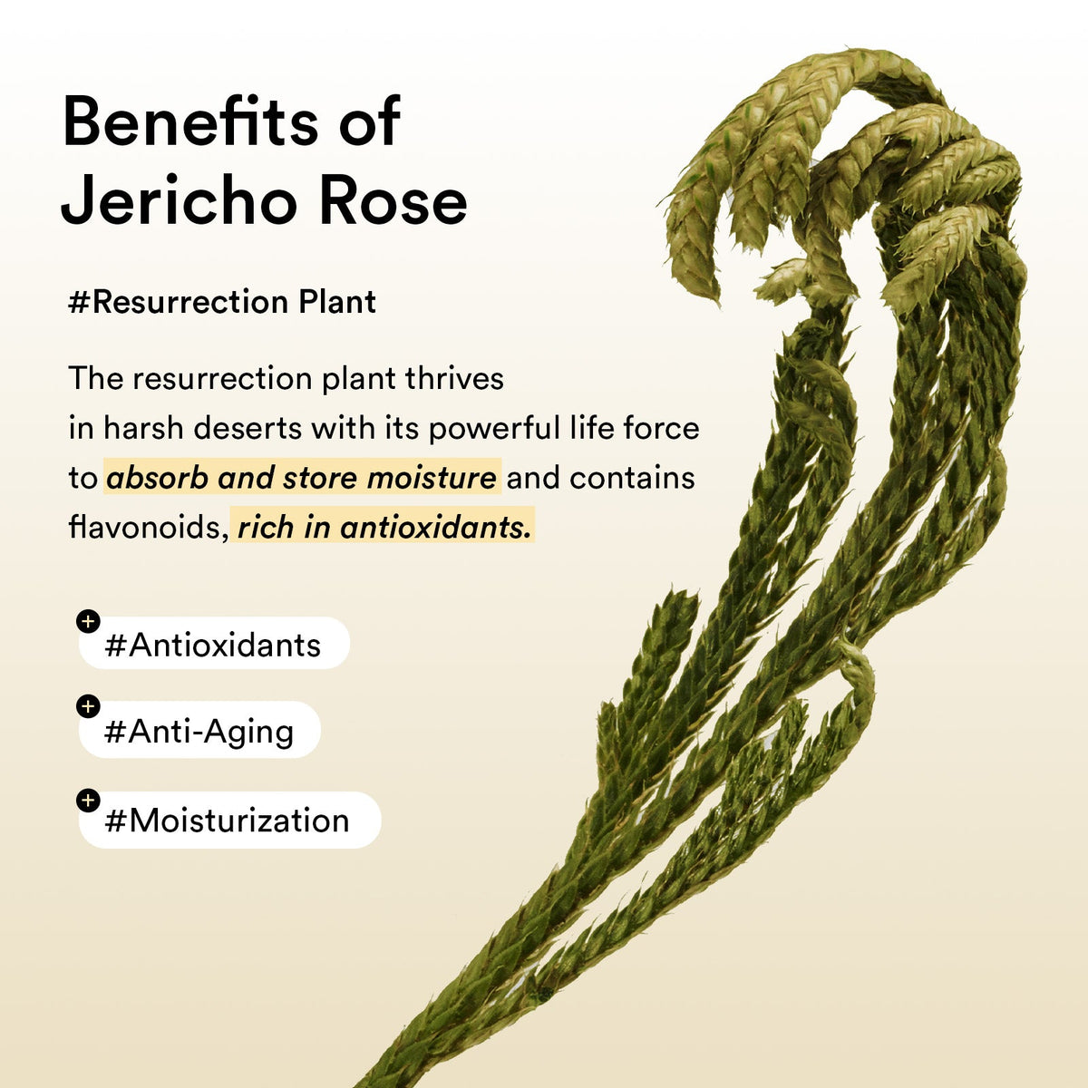 Abib Collagen Eye Patch Jericho Rose Jelly 90g